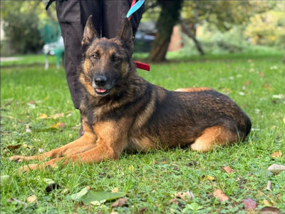 Balloo, a male Belgian Malinois X available for adoption from Mutts in Distress in Essex