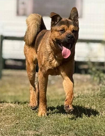 Picture of Bear