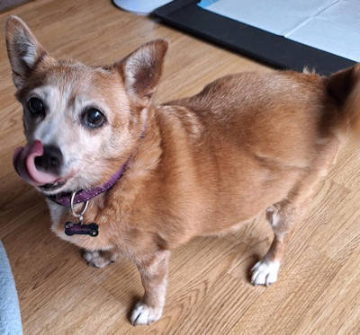 Picture of Coco