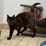 Holly tortoiseshell cat