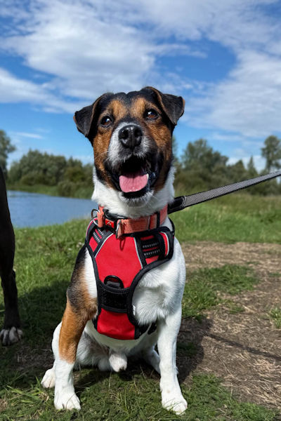 Jack, a 7 years old male Jack Russell Terrier available for adoption from Mutts in Distress in Essex
