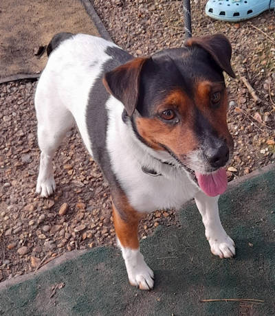 Jack, a 7 years old male Parson Russell Terrier available for adoption from Mutts in Distress in Essex