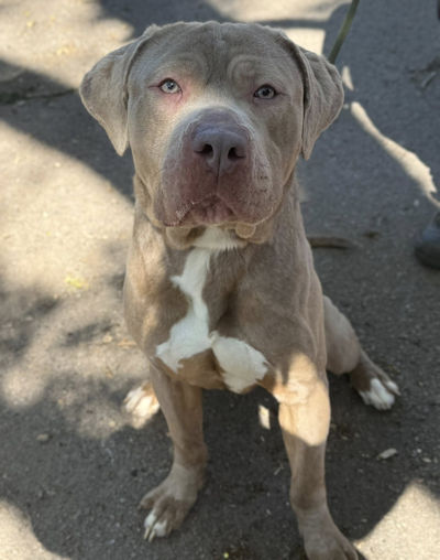 Kevin, a 2 years old male Dogue de Bordeaux available for adoption from Mutts in Distress in Essex