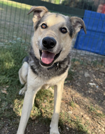 Picture of Linus Picture of Linus