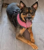 Lisa
