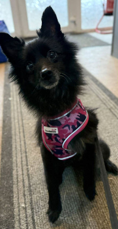 Little Maggie, a 8 years old female Unknown available for adoption from Mutts in Distress in Little Hallingbury, Essex