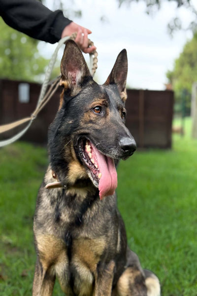 Martin, a 6 years old male German Shepherd available for adoption from Mutts in Distress in Essex