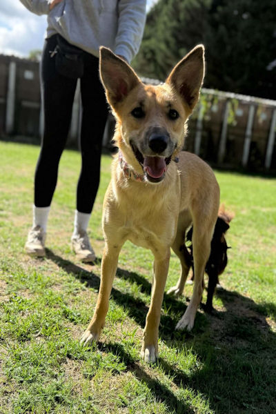 Nikki, a 3 years old male Chihuahua available for adoption from Mutts in Distress in Essex
