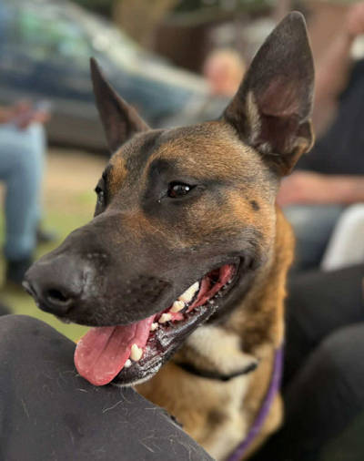 Picture of Rizla Picture of Rizla