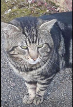 Tabby