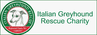 Italian Greyhound Rescue Charity