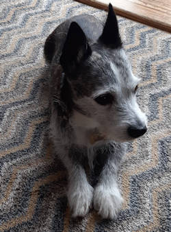 Toby
